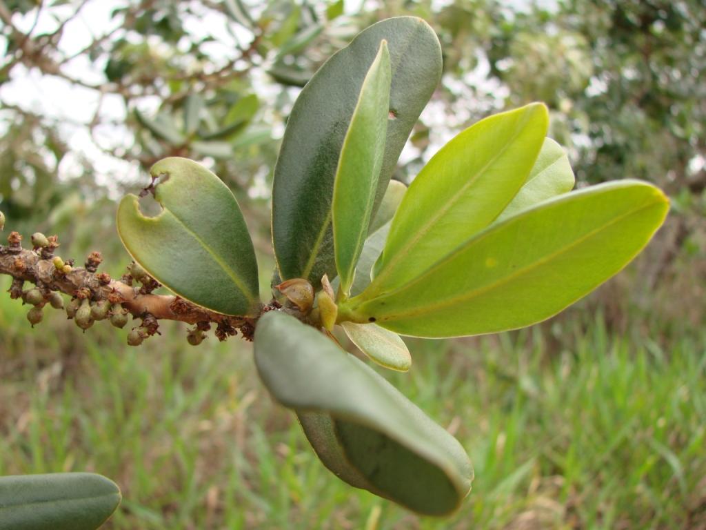 Flickr_-_João_de_Deus_Medeiros_-_Myrsine_guianensis Flickr_-_João_de_Deus_Medeiros_-_Myrsine_guianensis