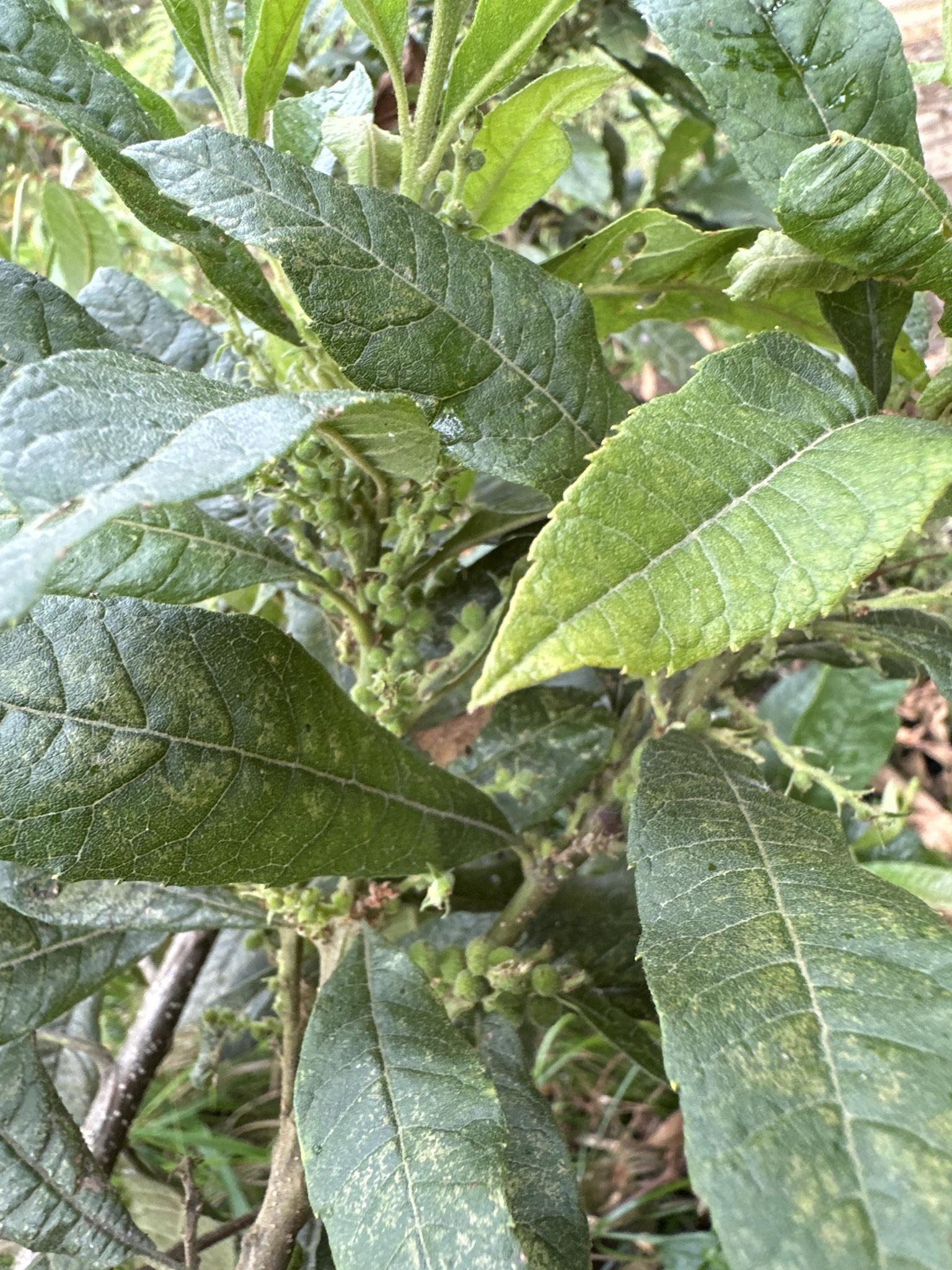 LAUREL2 LAUREL2