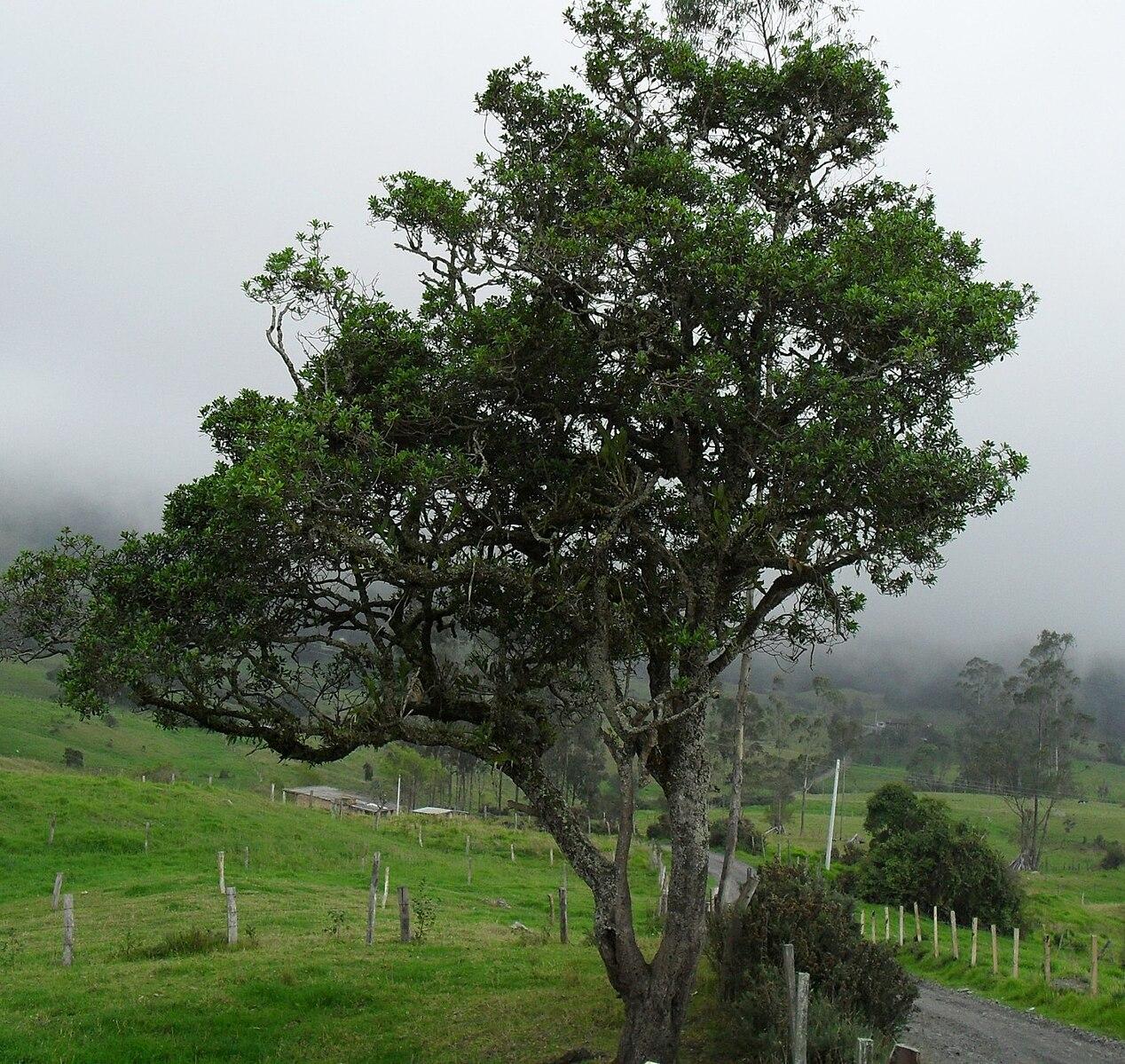 Myrsine_Guianensis Myrsine_Guianensis