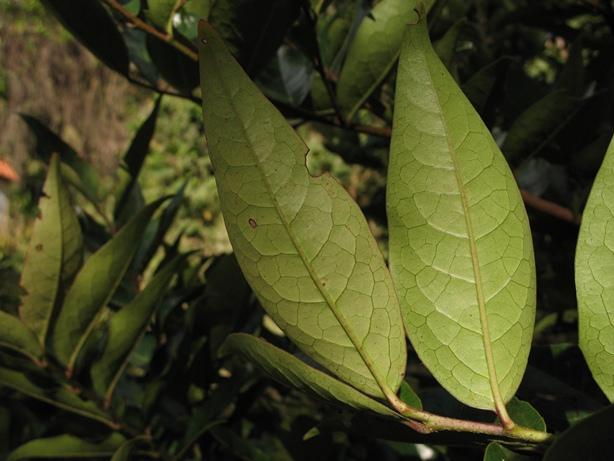 Prunus_buxifolia_Subachoque_Sep08_MHS 047
