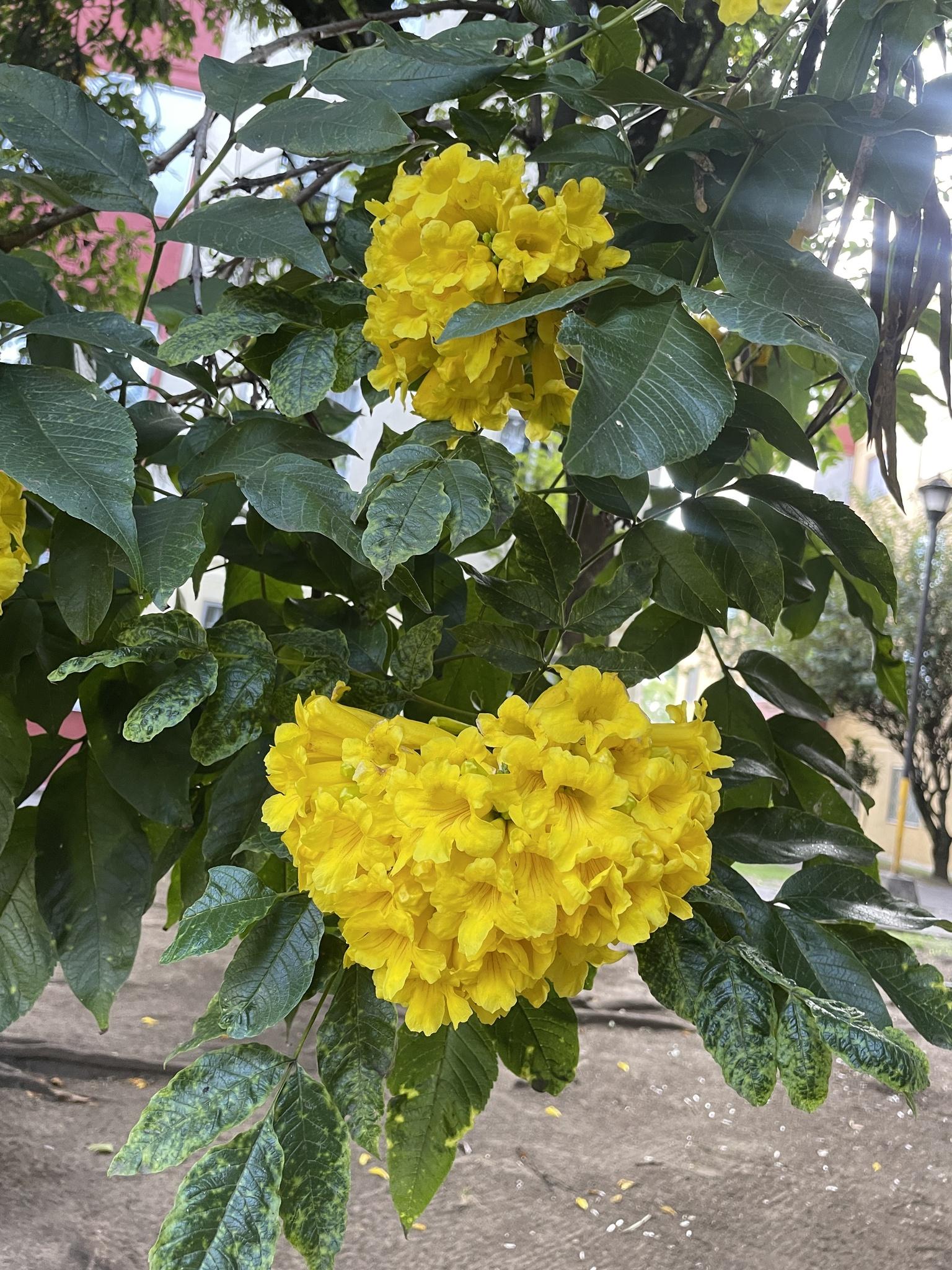chicala4 chicala4