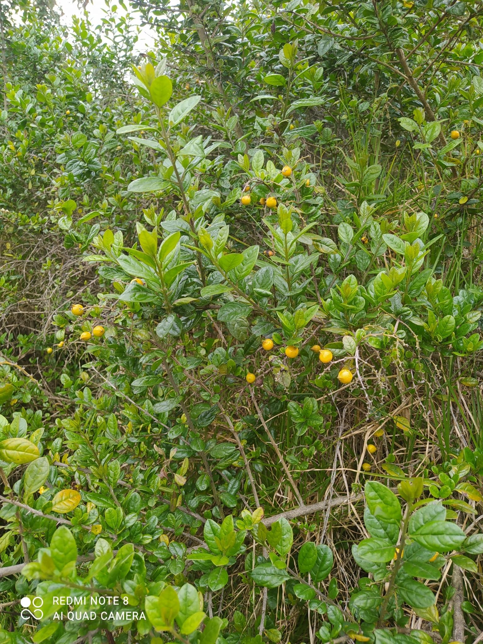 espino4