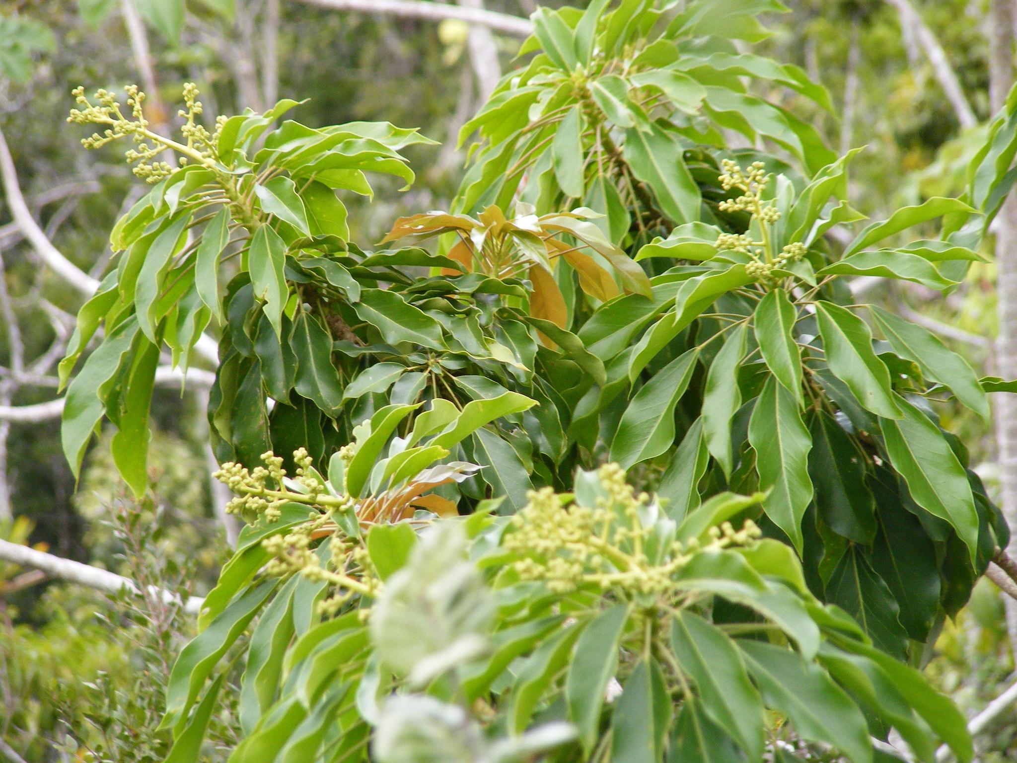 manodeoso5